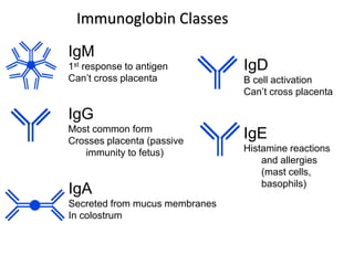 Immunoglobin Classes
IgM
1st response to antigen
Can’t cross placenta
IgG
Most common form
Crosses placenta (passive
immunity to fetus)
IgA
Secreted from mucus membranes
In colostrum
IgD
B cell activation
Can’t cross placenta
IgE
Histamine reactions
and allergies
(mast cells,
basophils)
 