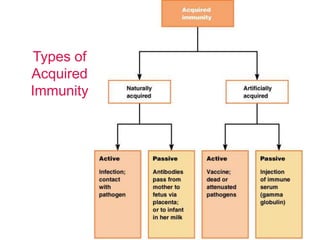 Types of
Acquired
Immunity
 