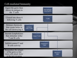 Cell-mediated Immunity
Remembers the antigen
of the germ so that
more cells attack faster
in the next invasion
Inhibit/control T and
B cells activity
Secrete lymphokines
that stimulate killer
T and B cells
Release chemicals
that create holes in
the cell destroying it
Cloned into these 4
following T cells
Ingest the germ then
shows its antigen to
the T cells
Macrophages
(Neutrophils)
T Cells
Cytotoxic
KillerT Cells
HelperT Cells
SuppressorT
Cells
MemoryT
Cells
 