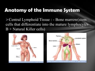 Central Lymphoid Tissue : - Bone marrow(stem
cells that differentiate into the mature lymphocytes
B + Natural Killer cells)
Anatomy of the Immune System
 
