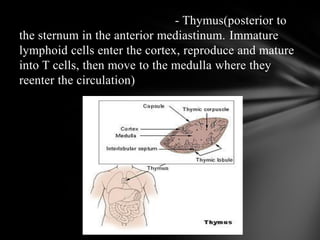 - Thymus(posterior to
the sternum in the anterior mediastinum. Immature
lymphoid cells enter the cortex, reproduce and mature
into T cells, then move to the medulla where they
reenter the circulation)
 