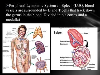 Peripheral Lymphatic System : - Spleen (LUQ, blood
vessels are surrounded by B and T cells that track down
the germs in the blood. Divided into a cortex and a
medulla)
 