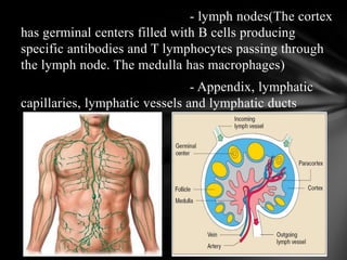 - lymph nodes(The cortex
has germinal centers filled with B cells producing
specific antibodies and T lymphocytes passing through
the lymph node. The medulla has macrophages)
- Appendix, lymphatic
capillaries, lymphatic vessels and lymphatic ducts
 