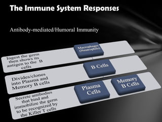 The Immune System Responses
Antibody-mediated/Humoral Immunity
 