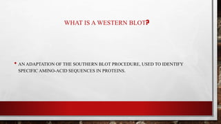 WHAT IS A WESTERN BLOT?
• AN ADAPTATION OF THE SOUTHERN BLOT PROCEDURE, USED TO IDENTIFY
SPECIFIC AMINO-ACID SEQUENCES IN PROTEINS.
 