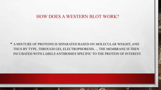 HOW DOES A WESTERN BLOT WORK?
• A MIXTURE OF PROTEINS IS SEPARATED BASED ON MOLECULAR WEIGHT, AND
THUS BY TYPE, THROUGH GEL ELECTROPHORESIS. ... THE MEMBRANE IS THEN
INCUBATED WITH LABELS ANTIBODIES SPECIFIC TO THE PROTEIN OF INTEREST.
 