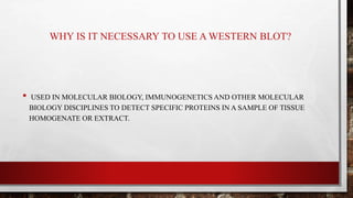 WHY IS IT NECESSARY TO USE A WESTERN BLOT?
• USED IN MOLECULAR BIOLOGY, IMMUNOGENETICS AND OTHER MOLECULAR
BIOLOGY DISCIPLINES TO DETECT SPECIFIC PROTEINS IN A SAMPLE OF TISSUE
HOMOGENATE OR EXTRACT.
 