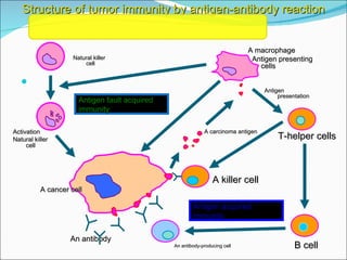 The Immune System, Anticancer Mechanism , Enzyme