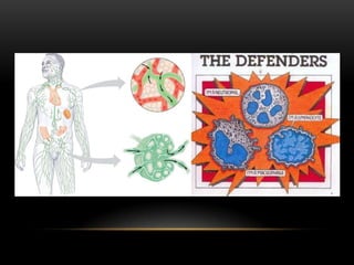 LYMPHOCYTES=main cells of the immune systemLYMPHOCYTES:Originate in bone marrowB LYMPHOCYTES: mature in the bone marrow and function in humoral immunity.B cells defend against pathogens in body fluids by generating specific antibodiesT LYMPHOCYTES: mature in the thymus and function mainly in cell-mediated immunity.T cells defend against intracellular pathogens		