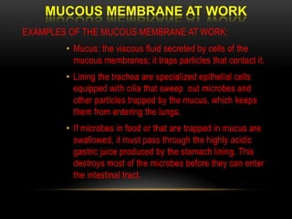 Mucous membranePERSONAL SHIELDSLines the digestive, respiratory and genitourinary tractsBars entry of harmful microbesAlso counters pathogens with chemical defenses*saliva, tears, and mucous secretions bathe the surface of exposed epithelia washing away many potential invadersEX: LYSOZYME- an enzyme that digest the cell walls of many bacteria 	and destroys many microbes entering the upper respiratory system and 	the openings around the eyes.It’s like personal shields for your LUNGS, INTESTINES, AND THE GENITOURINARY TRACT.
