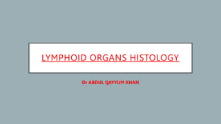 LYMPHOID ORGANS HISTOLOGY
Dr ABDUL QAYYUM KHAN
 
