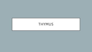 THYMUS