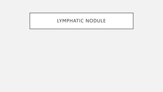LYMPHATIC NODULE