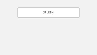 SPLEEN
