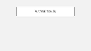 PLATINE TONSIL
