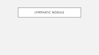 Lymphoid Organs histology.pptx