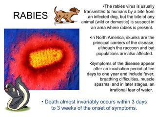 RABIES
•The rabies virus is usually
transmitted to humans by a bite from
an infected dog, but the bite of any
animal (wild or domestic) is suspect in
an area where rabies is present.
•In North America, skunks are the
principal carriers of the disease,
although the raccoon and bat
populations are also affected.
•Symptoms of the disease appear
after an incubation period of ten
days to one year and include fever,
breathing difficulties, muscle
spasms, and in later stages, an
irrational fear of water.
• Death almost invariably occurs within 3 days
to 3 weeks of the onset of symptoms.
 