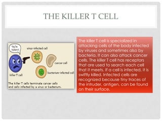 THE KILLER T CELL

        The killer T cell is specialized in
        attacking cells of the body infected
        by viruses and sometimes also by
        bacteria. It can also attack cancer
        cells. The killer T cell has receptors
        that are used to search each cell
        that it meets. If a cell is infected, it is
        swiftly killed. Infected cells are
        recognized because tiny traces of
        the intruder, antigen, can be found
        on their surface.
 