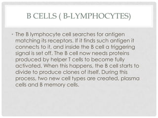 B CELLS ( B-LYMPHOCYTES)

• The B lymphocyte cell searches for antigen
  matching its receptors. If it finds such antigen it
  connects to it, and inside the B cell a triggering
  signal is set off. The B cell now needs proteins
  produced by helper T cells to become fully
  activated. When this happens, the B cell starts to
  divide to produce clones of itself. During this
  process, two new cell types are created, plasma
  cells and B memory cells.
 
