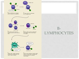 B-
LYMPHOCYTES
 