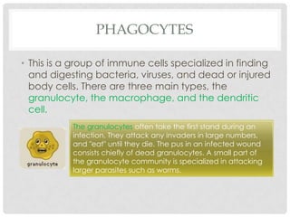 PHAGOCYTES

• This is a group of immune cells specialized in finding
  and digesting bacteria, viruses, and dead or injured
  body cells. There are three main types, the
  granulocyte, the macrophage, and the dendritic
  cell.
           The granulocytes often take the first stand during an
           infection. They attack any invaders in large numbers,
           and "eat" until they die. The pus in an infected wound
           consists chiefly of dead granulocytes. A small part of
           the granulocyte community is specialized in attacking
           larger parasites such as worms.
 