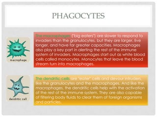 PHAGOCYTES

The macrophages ("big eaters") are slower to respond to
invaders than the granulocytes, but they are larger, live
longer, and have far greater capacities. Macrophages
also play a key part in alerting the rest of the immune
system of invaders. Macrophages start out as white blood
cells called monocytes. Monocytes that leave the blood
stream turn into macrophages.


The dendritic cells are "eater" cells and devour intruders,
like the granulocytes and the macrophages. And like the
macrophages, the dendritic cells help with the activation
of the rest of the immune system. They are also capable
of filtering body fluids to clear them of foreign organisms
and particles.
 