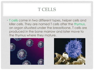 T CELLS

• T cells come in two different types, helper cells and
  killer cells. They are named T cells after the thymus,
  an organ situated under the breastbone. T cells are
  produced in the bone marrow and later move to
  the thymus where they mature.
 