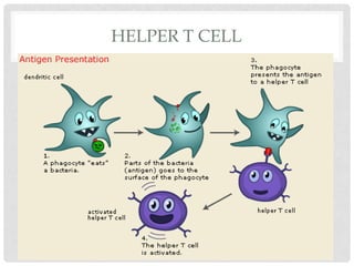 HELPER T CELL
 