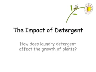 The Impact of Detergent

  How does laundry detergent
  affect the growth of plants?
 