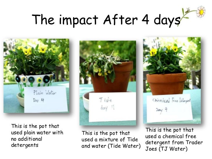 The Impact Of Detergent