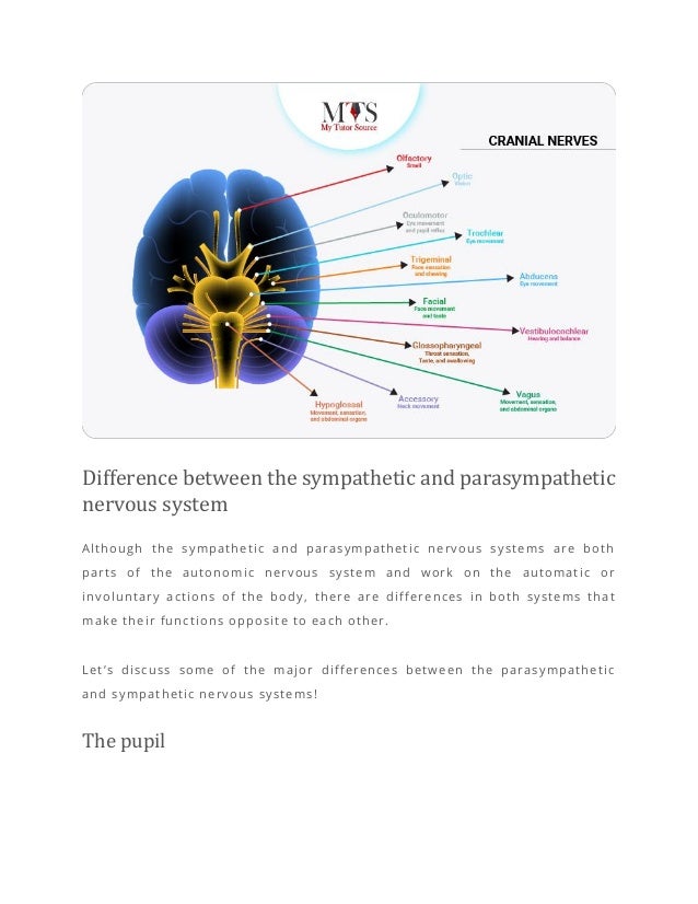 The impacts of sympathetic and parasympathetic nervous system.pdf