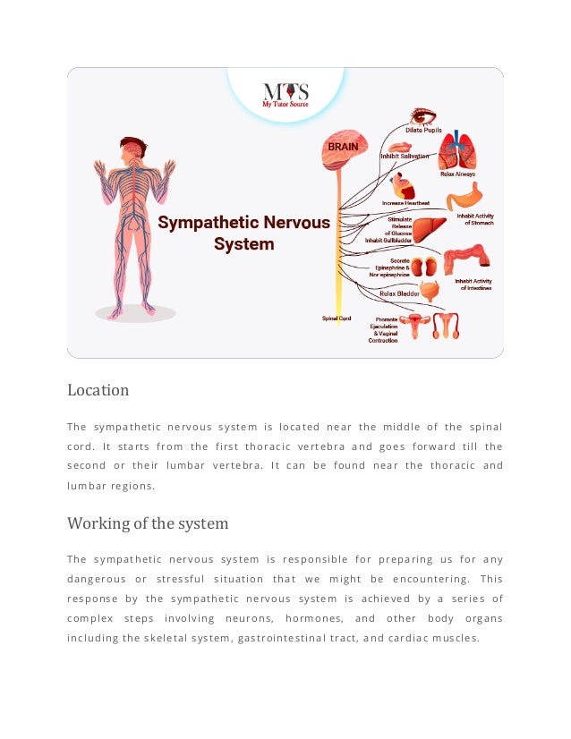 The impacts of sympathetic and parasympathetic nervous system.pdf