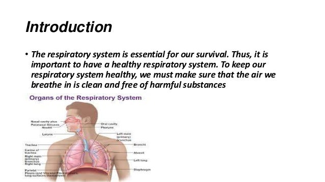 The importance of a healthy respiratory system
