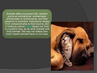 The importance of animals in human lives