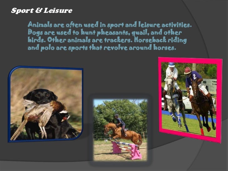 Importance of birds and animals in our environment image