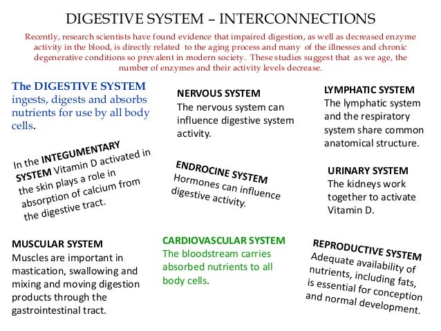 The importance of enzyme power point