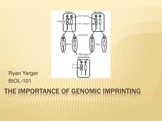 Ryan Yerger
 BIOL-101
THE IMPORTANCE OF GENOMIC IMPRINTING
 