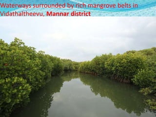  Mangrove & It,s threats
