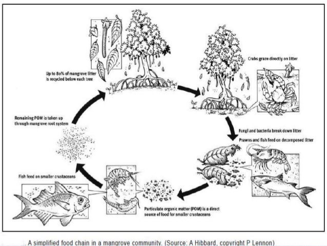 Mangrove &amp; It,s threats