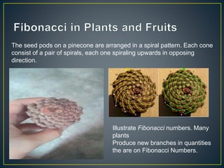 The seed pods on a pinecone are arranged in a spiral pattern. Each cone
consist of a pair of spirals, each one spiraling upwards in opposing
direction.
Illustrate Fibonacci numbers. Many
plants
Produce new branches in quantities
the are on Fibonacci Numbers.
 