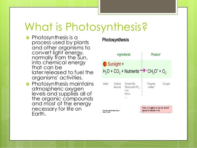 an insight into the process of photosynthesis in plants Mannheim, germany (prweb) the insight into photosynthesis covers the chemical process of plants. an insight into the process of photosynthesis in plants Mannheim, germany (prweb) the insight into photosynthesis covers the chemical process of plants.