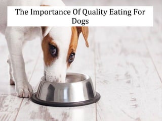 The Importance Of Quality Eating For
Dogs
 