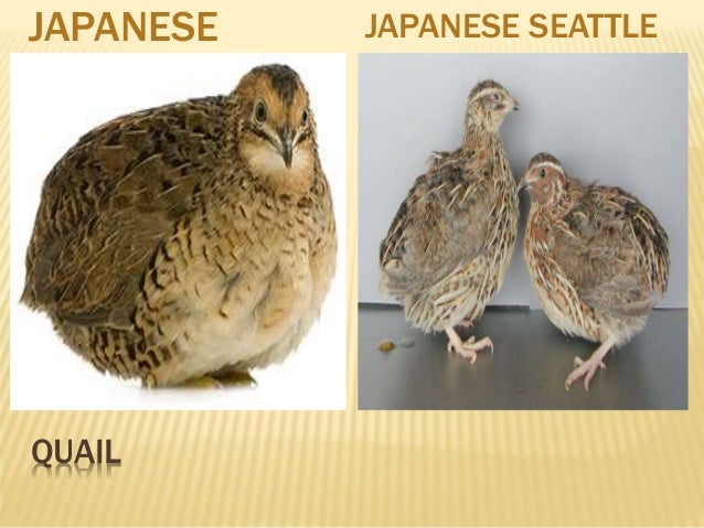 The importance of raising animals