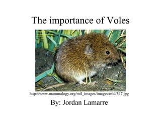 The importance of Voles http://www.mammalogy.org/mil_images/images/mid/547.jpg By: Jordan Lamarre 