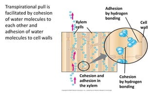 Water Relations In Plants