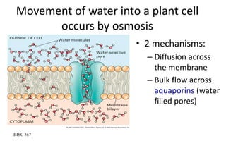 Water Relations In Plants