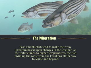 Bass and bluefish tend to make their way
upstream based upon changes in the weather. As
the water climbs to higher tempera...