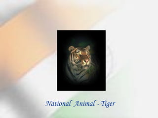 National  Animal   -  Tiger 
