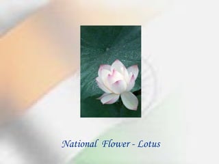 National  Flower - Lotus 