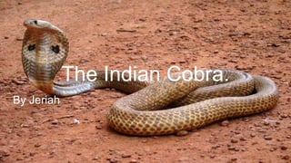 The Indian Cobra.
By Jeriah
 